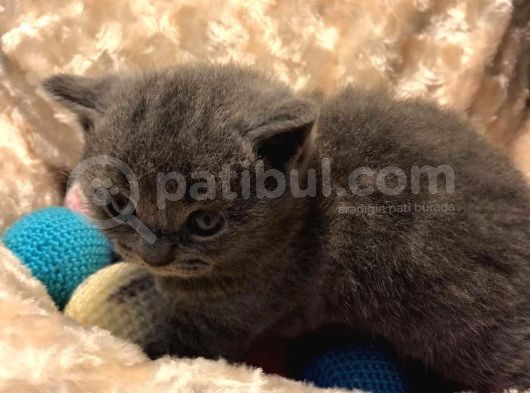 Bri̇ti̇shshorthai̇r Kül Rengi̇ Kehri̇bar Göz görsel