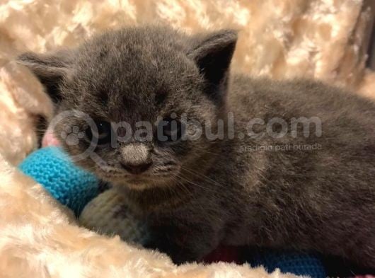 Bri̇ti̇shshorthai̇r Kül Rengi̇ Kehri̇bar Göz görsel