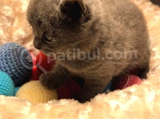 Bri̇ti̇shshorthai̇r Kül Rengi̇ Kehri̇bar Göz görsel