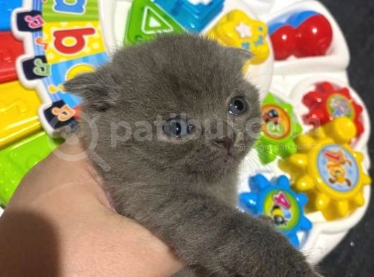 Orjinal Scottish Fold
