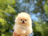 Ayı Surat Pomeranian Boo Yavrularımız