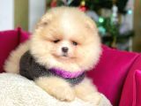 Ayı Surat Krem Beyaz Sevimli Boo Pomeranian