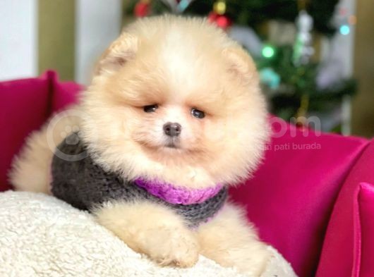 Ayı Surat Krem Beyaz Sevimli Boo Pomeranian görsel