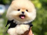 Ayı Surat Pomeranian Boo Yavrularımız