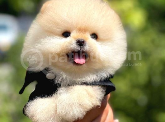 Ayı Surat Pomeranian Boo Yavrularımız görsel