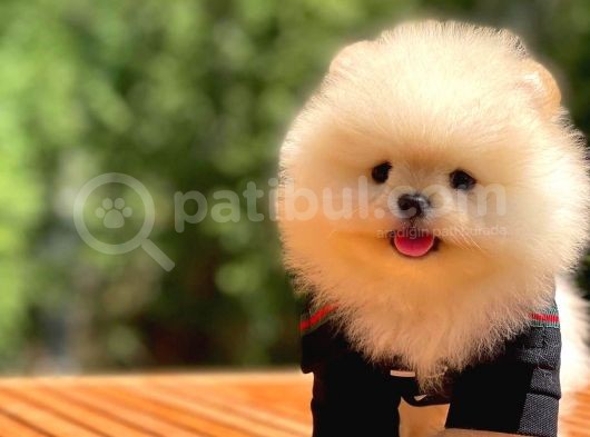Ayı Surat Pomeranian Boo Yavrularımız görsel