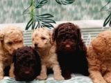 Red Brown / Toy Poodle / Erkek