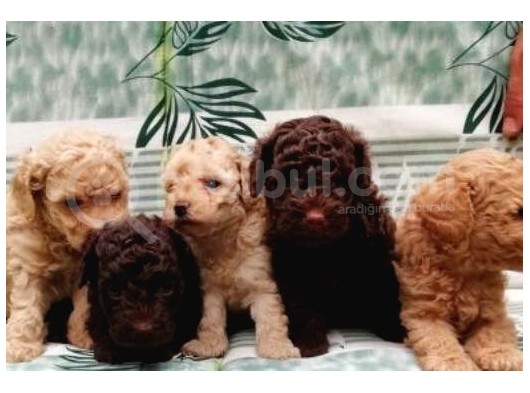Red Brown / Toy Poodle / Erkek