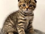 Black Golden Tabby Scottish Fold Erkek Yavrumuz