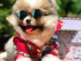 Irk Ve Sağlık Garantili Pomeranian Boo Yavrularımız