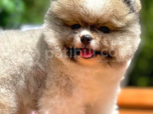 Irk Ve Sağlık Garantili Pomeranian Boo Yavrularımız görsel