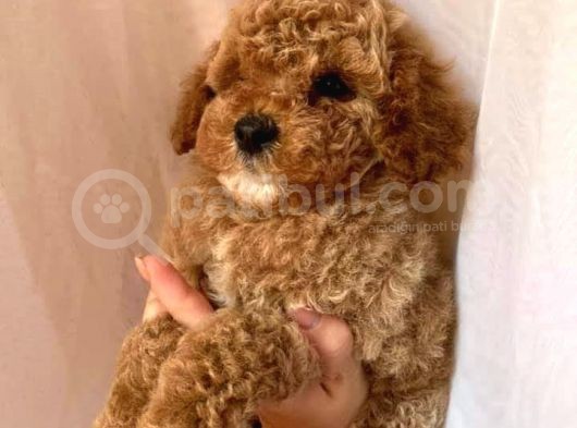 Toy Poodle Red Poodle Apricot Poodle görsel