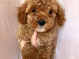 Toy Poodle Red Poodle Apricot Poodle