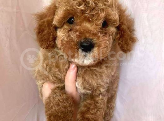 Toy Poodle Red Poodle Apricot Poodle görsel