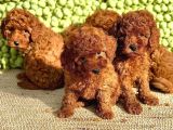 Toy Poodle Her Renk Yavrular