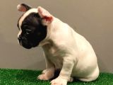 Muhteşem Maskeli French Bulldog Dişi Yavrumuz