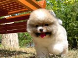Irk Ve Sağlık Garantili Pomeranian Boo Yavrularımız