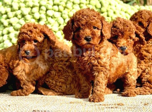 Toy Poodle Her Renk Yavrular görsel