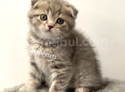 Blue Tabby Scottish Fold Dişi Yavrumuz görsel