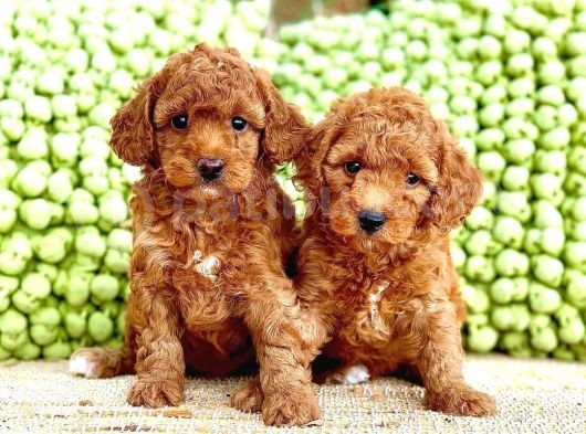 Yavru Toy Poodle Çeşi̇tleri̇ görsel
