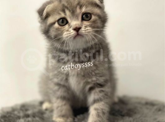 Blue Tabby Scottish Fold Dişi Yavrumuz görsel