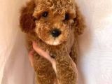 Toy Poodle Red Poodle Apricot Poodle