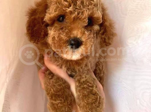 Toy Poodle Red Poodle Apricot Poodle görsel