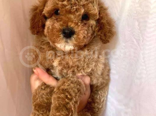 Toy Poodle Red Poodle Apricot Poodle