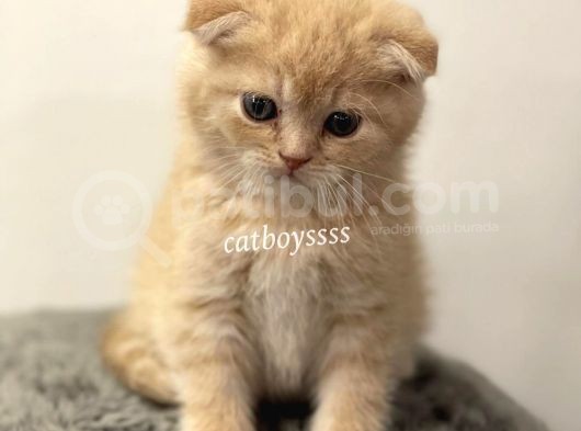 Cream Scottish Fold Erkek Yavrumuz görsel
