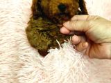 Poodle Toy Yavrularim