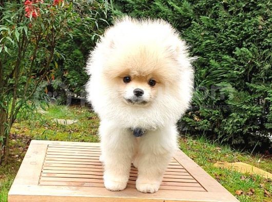 Pomeranian Boo Tıraşlı Safkan Yavrumuz görsel