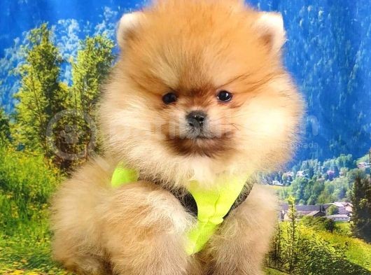 Teddy Face Pomeranian Boo Yavrularımız
