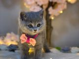 Yuvarlak Surat British Shorthair Blue