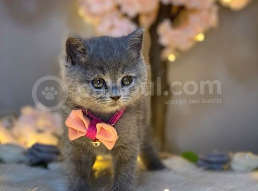 Yuvarlak Surat British Shorthair Blue görsel