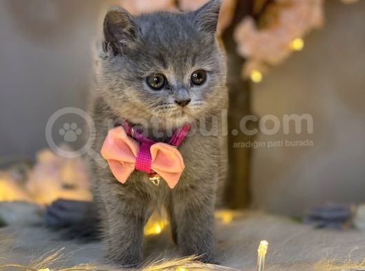 Yuvarlak Surat British Shorthair Blue
