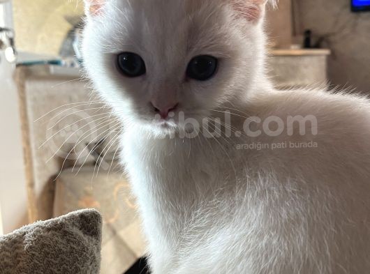 Beni Çok Sev görsel