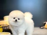 Sağlık Ve Irk Garantili Pomeranian Yavrularımız