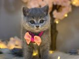 Yuvarlak Surat British Shorthair Blue