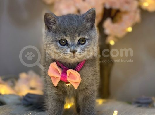 Yuvarlak Surat British Shorthair Blue görsel