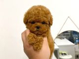 Mini Safkan Red Brownn Toy Poodle Yavrularimiz