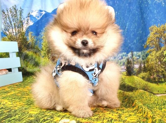 Teddy Face Pomeranian Boo Yavrularımız görsel