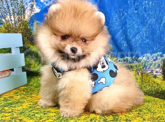 Teddy Face Pomeranian Boo Yavrularımız görsel
