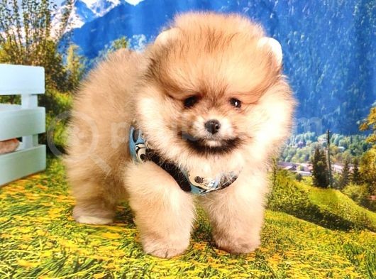 Teddy Face Pomeranian Boo Yavrularımız görsel