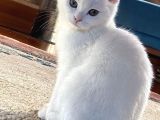 Beni Çok Sev