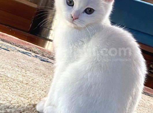 Beni Çok Sev görsel