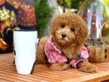 Toy Poodle Yavrularımız