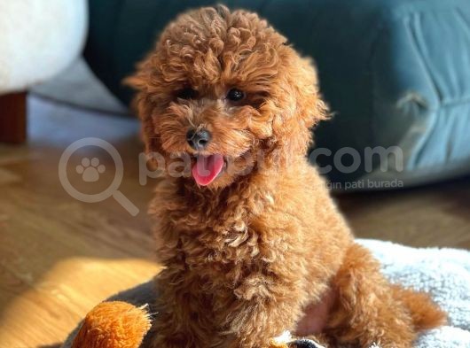 Safkan Red Brown Toy Poodle Yavrularimiz görsel