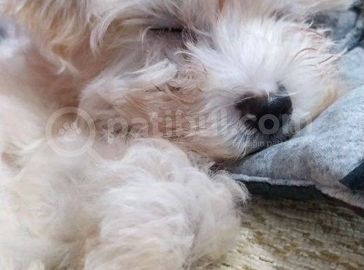 Beyaz Safkan 2 Aylık Maltese Terrier görsel