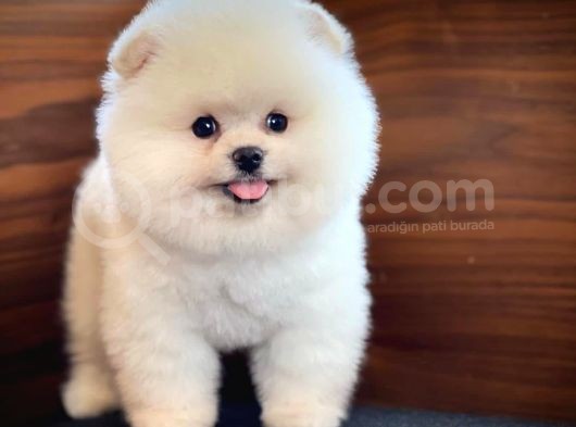 Yavru Patiler Güvencesiyle Pomeranian Yavrular