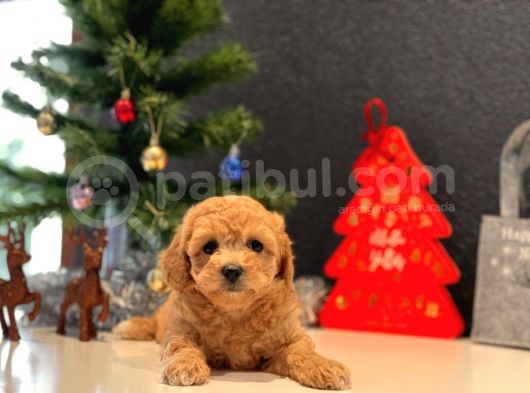 Safkan Toy Poodle Bebekler görsel
